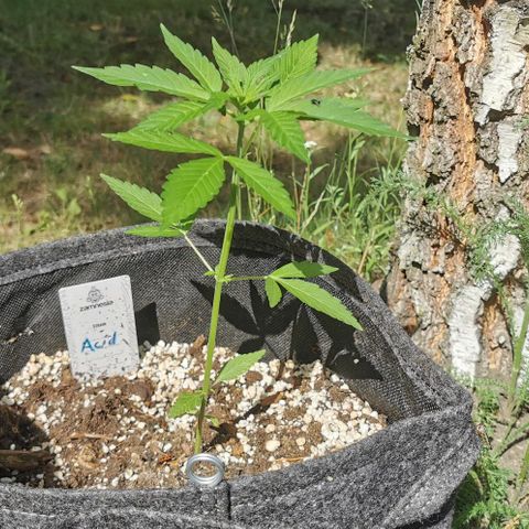 Auto Acid growlog timeline photo