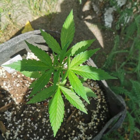 Auto Acid growlog timeline photo