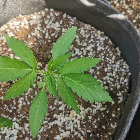 Stress Killer Automatic growlog timeline photo