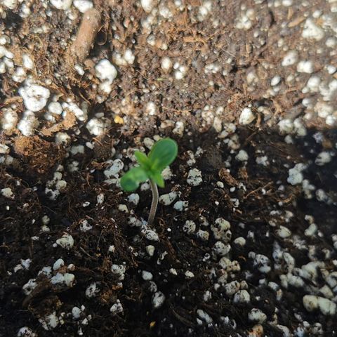 Auto Hindu Kush growlog timeline photo