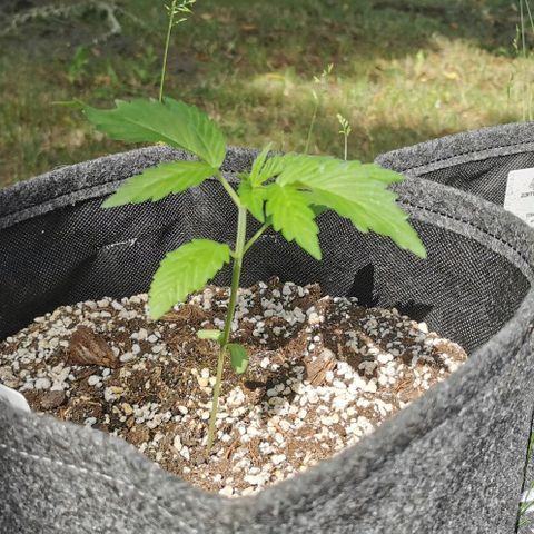 Stress Killer Automatic growlog timeline photo