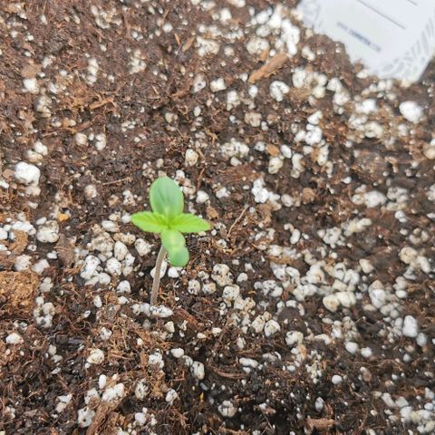 Auto Hindu Kush growlog timeline photo