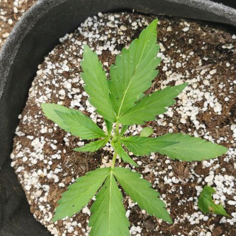 Stress Killer Automatic growlog timeline photo