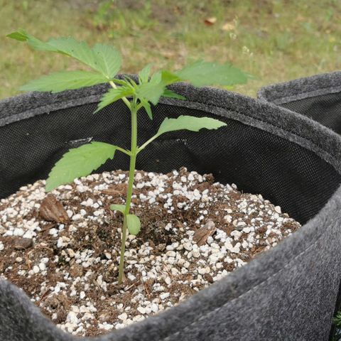 Stress Killer Automatic growlog timeline photo