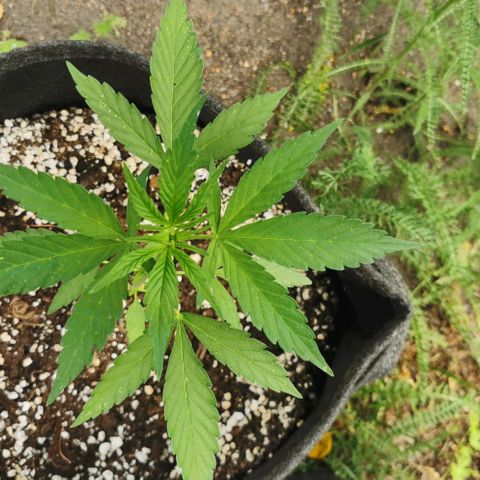 Auto Acid growlog timeline photo