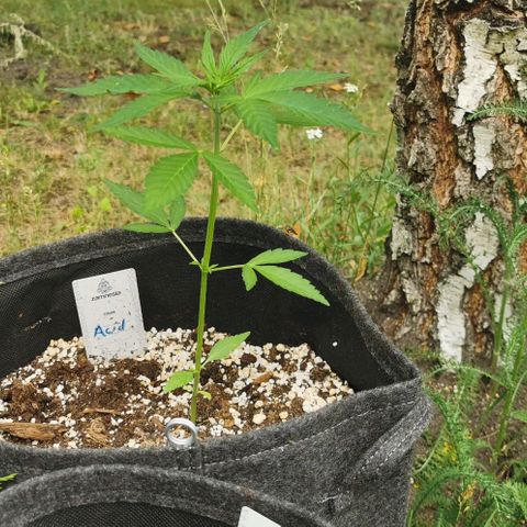 Auto Acid growlog timeline photo