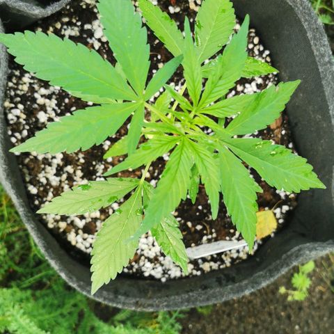Auto Acid growlog timeline photo