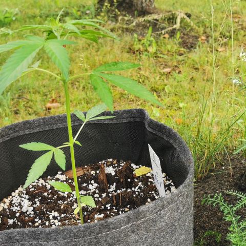 Auto Acid growlog timeline photo