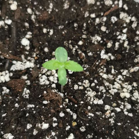 Auto Hindu Kush growlog timeline photo