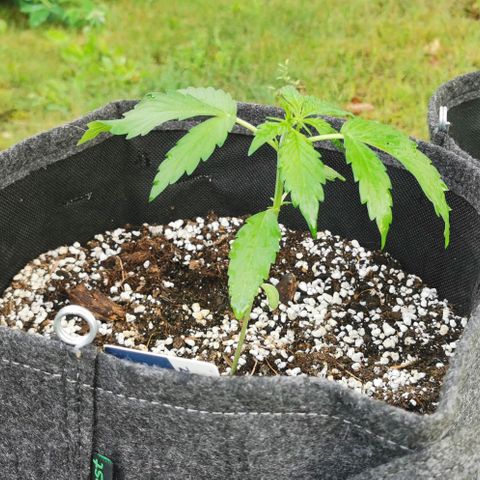 Stress Killer Automatic growlog timeline photo