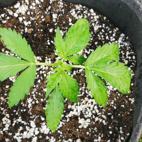 Stress Killer Automatic growlog timeline photo
