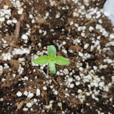 Auto Hindu Kush growlog timeline photo