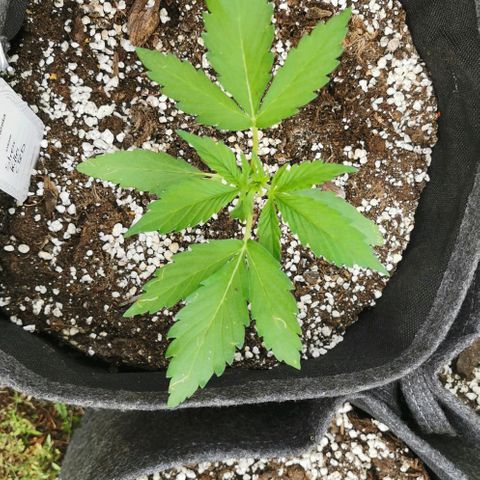 Stress Killer Automatic growlog timeline photo