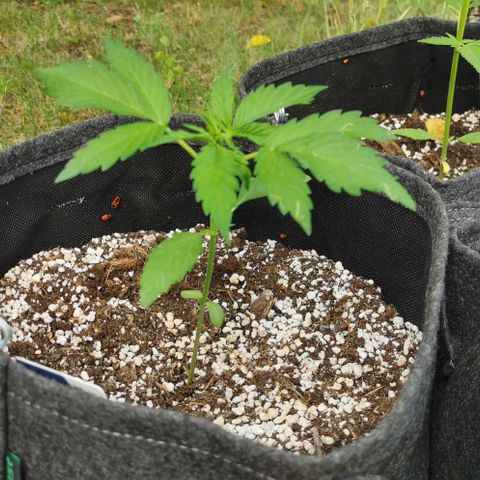 Stress Killer Automatic growlog timeline photo