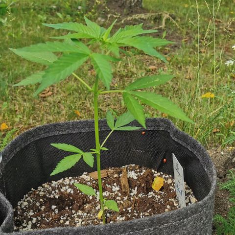 Auto Acid growlog timeline photo