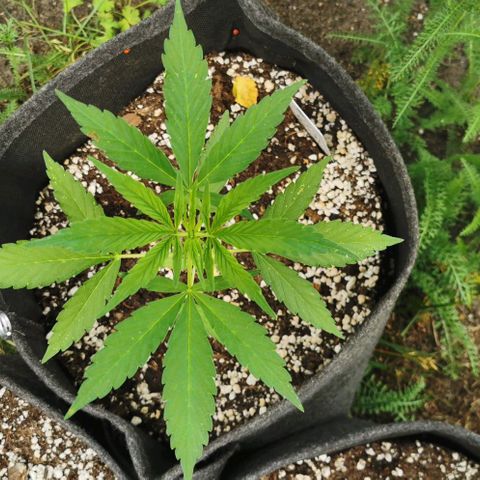 Auto Acid growlog timeline photo