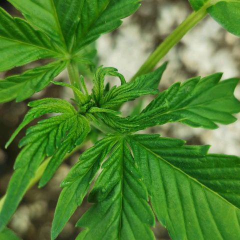 Stress Killer Automatic growlog timeline photo