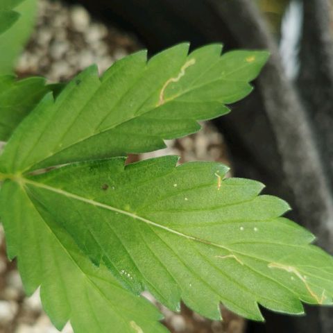 Stress Killer Automatic growlog timeline photo