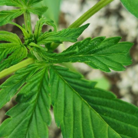 Stress Killer Automatic growlog timeline photo