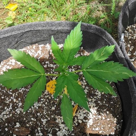 Stress Killer Automatic growlog timeline photo