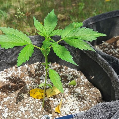 Stress Killer Automatic growlog timeline photo