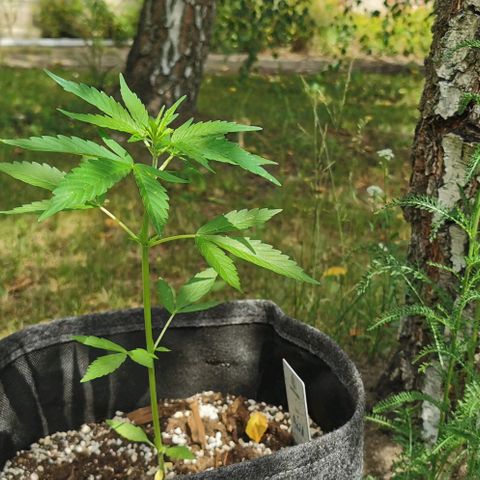 Auto Acid growlog timeline photo