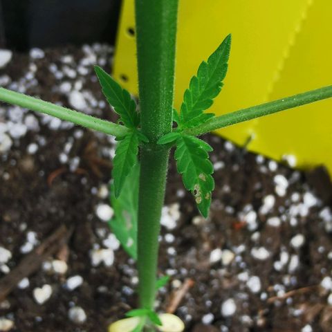 Auto Acid growlog timeline photo
