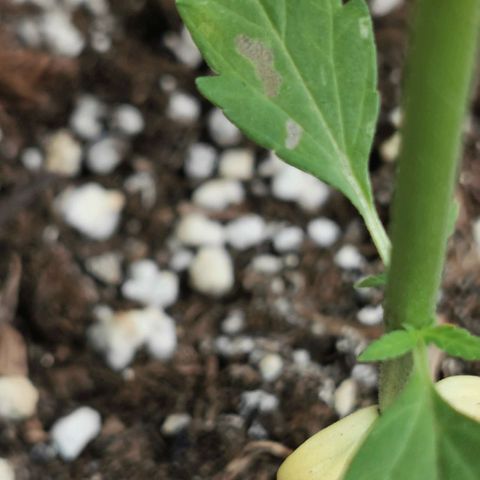 Auto Acid growlog timeline photo