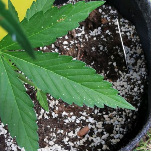 Auto Acid growlog timeline photo