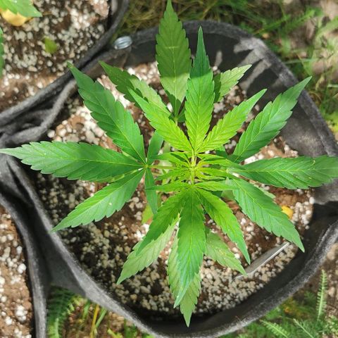 Auto Acid growlog timeline photo