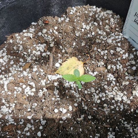 Auto Hindu Kush growlog timeline photo