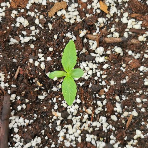 Auto Hindu Kush growlog timeline photo
