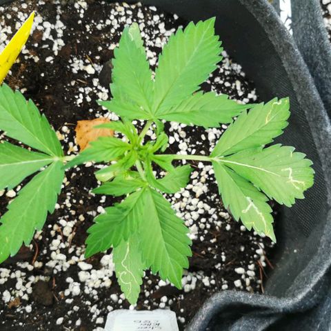 Stress Killer Automatic growlog timeline photo
