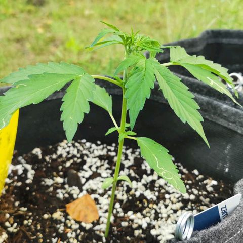 Stress Killer Automatic growlog timeline photo