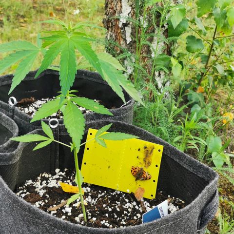 Auto Acid growlog timeline photo