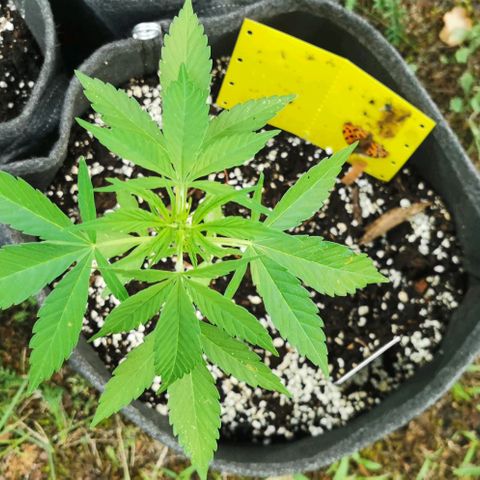 Auto Acid growlog timeline photo