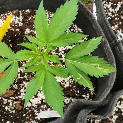 Stress Killer Automatic growlog timeline photo