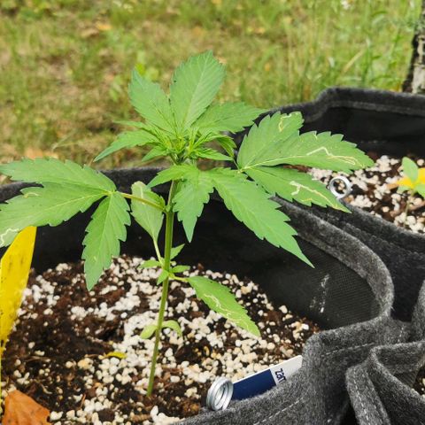 Stress Killer Automatic growlog timeline photo
