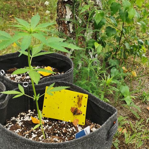 Auto Acid growlog timeline photo