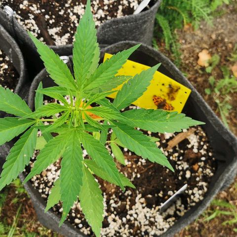 Auto Acid growlog timeline photo