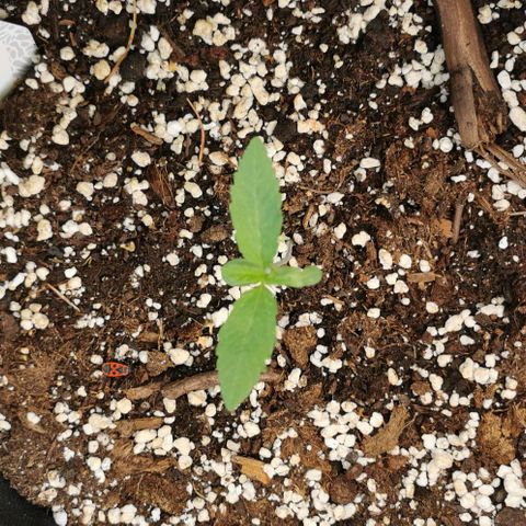 Auto Hindu Kush growlog timeline photo