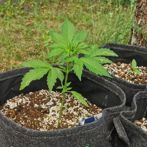 Stress Killer Automatic growlog timeline photo