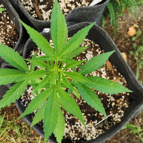 Auto Acid growlog timeline photo