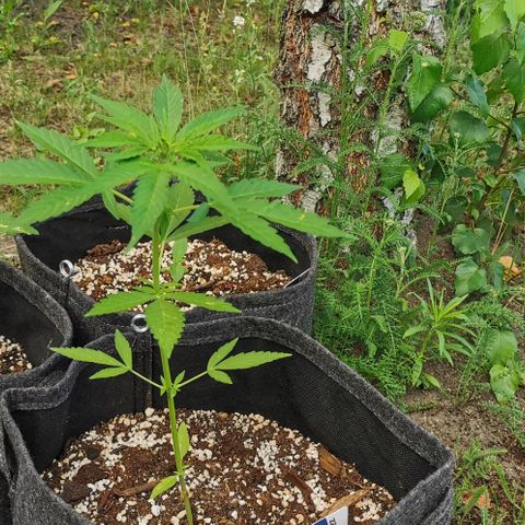 Auto Acid growlog timeline photo