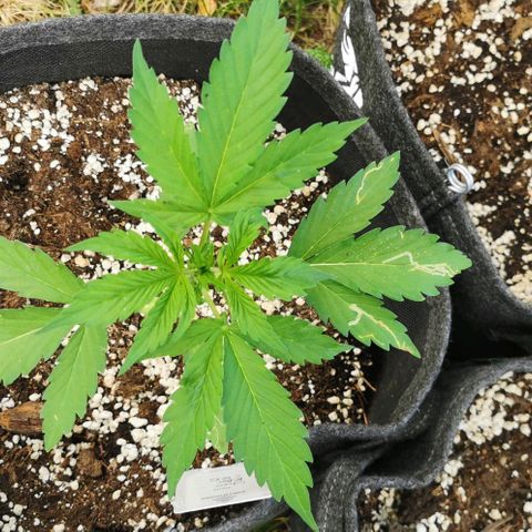 Stress Killer Automatic growlog timeline photo