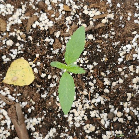 Auto Hindu Kush growlog timeline photo