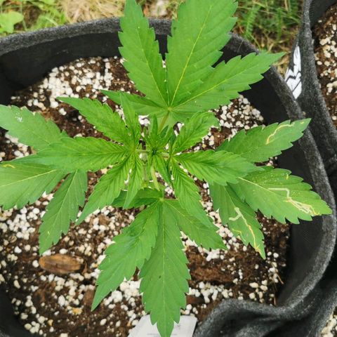 Stress Killer Automatic growlog timeline photo
