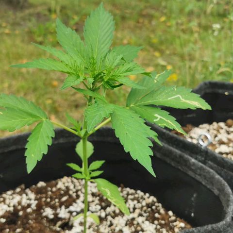 Stress Killer Automatic growlog timeline photo