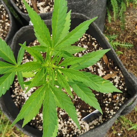 Auto Acid growlog timeline photo