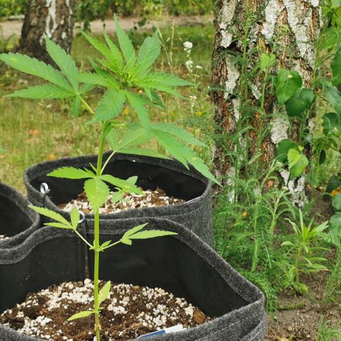 Auto Acid growlog timeline photo